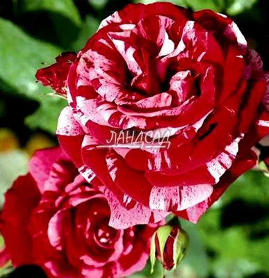 Уникальная фотография розы дип импрешн в HD качестве