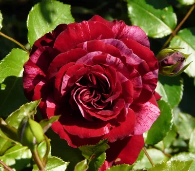 Фото розы дип импрешн с возможностью выбора формата