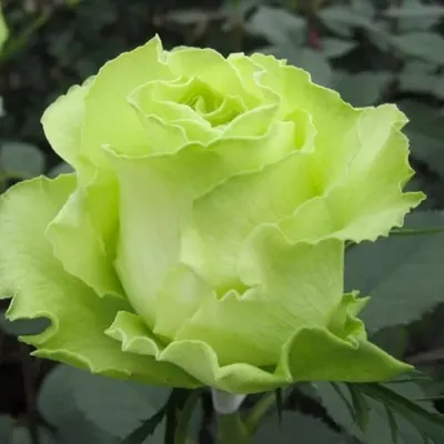 Изумительное фото розы доллар в формате jpg