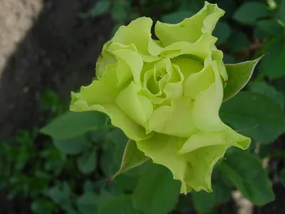 Необычное изображение розы доллар в формате webp