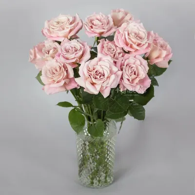 Фотография розы доллар с яркими и насыщенными цветами