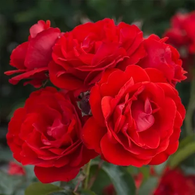Изображение розы Дон Жуан для загрузки в формате png