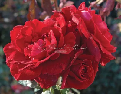 Изображение розы Дон Жуан в webp - доступно несколько размеров
