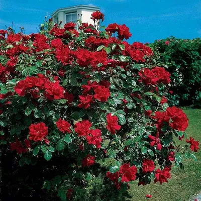 Картинка розы Дон Жуан - выберите формат и размер