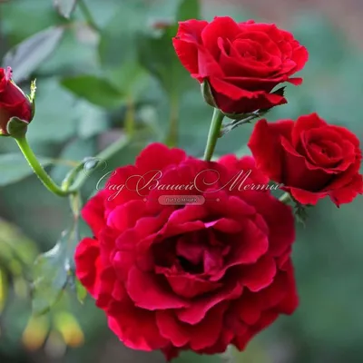 Фотография розы Дон Жуан в jpg - доступны разные варианты