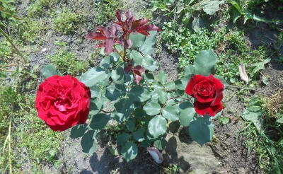 Изображение розы Дон Жуан в png для скачивания