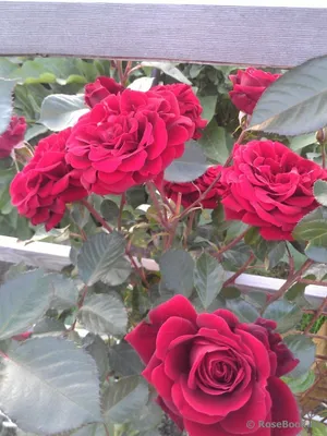 Фото розы Дон Жуан в формате webp - выберите размер и формат