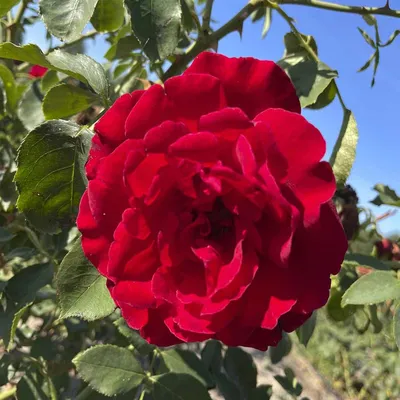 Картинка розы Дон Жуан - доступны разные форматы и размеры