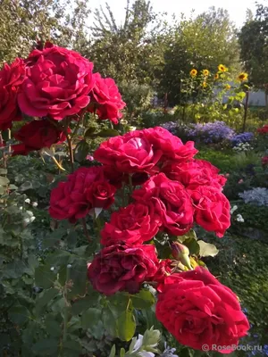 Красивая фотография розы Дон Жуан в jpg для сохранения