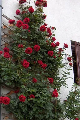 Фотка розы Дон Жуан - выберите подходящий размер и формат
