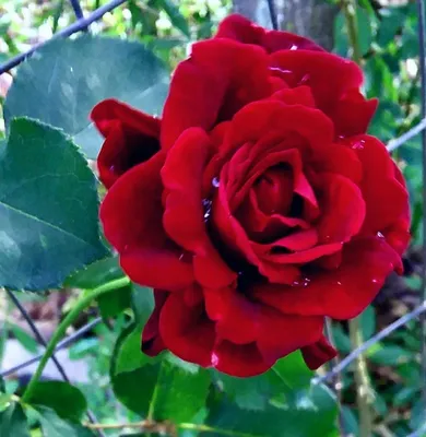 Изображение розы Дон Жуан в png - доступны разные размеры
