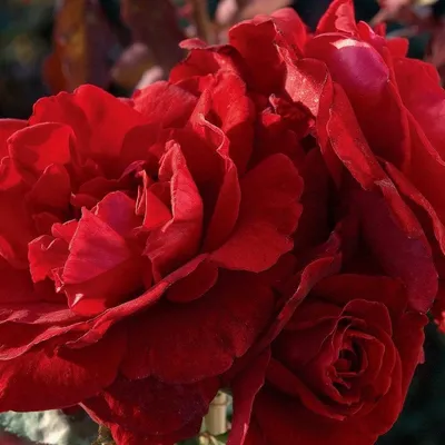 Фото розы Дон Жуан в webp - выберите формат для скачивания