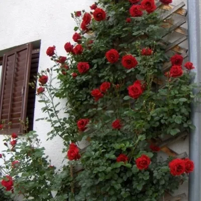 Изображение розы Дон Жуан в jpg для скачивания