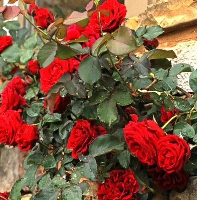 Картинка розы Дон Жуан в png - доступны различные форматы