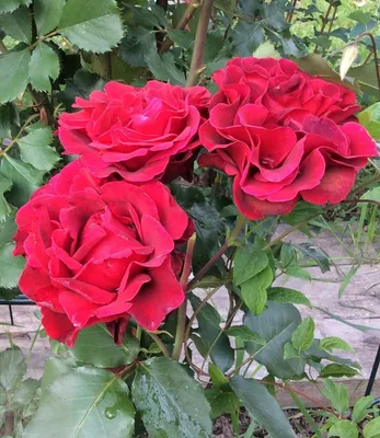 Картинка розы Дон Жуан - выберите размер и формат скачивания
