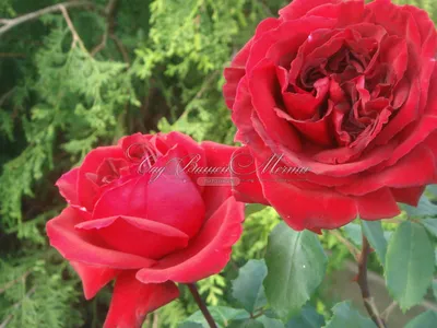 Фотка розы Дон Жуан в jpg для сохранения