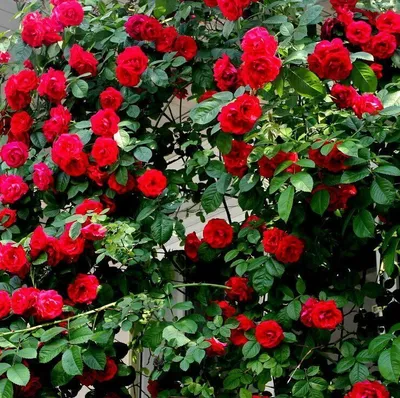 Изображение розы Дон Жуан в png - доступны разные варианты размеров