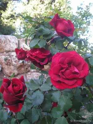 Фото розы Дон Жуан в формате webp - выберите формат для загрузки
