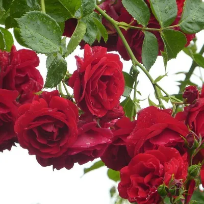 Картинка розы Дон Жуан - выберите размер и формат изображения