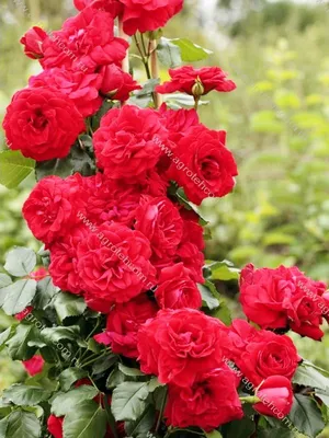 Роза Дон Жуан на фото в jpg - доступно несколько размеров