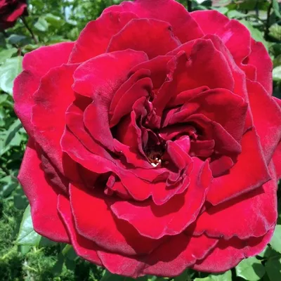 Изображение розы Дон Жуан в png для сохранения