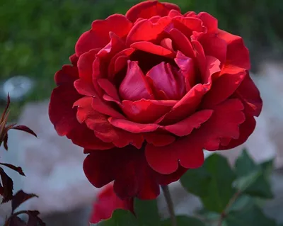 Фото розы Дон Жуан в формате webp - выберите формат и размер