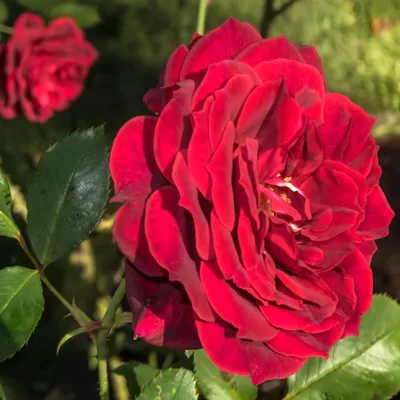 Картинка розы Дон Жуан - доступны разные варианты размеров и форматов