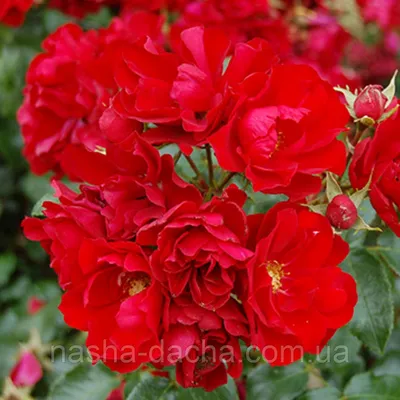 Красивая фотография розы Дон Жуан в jpg для загрузки