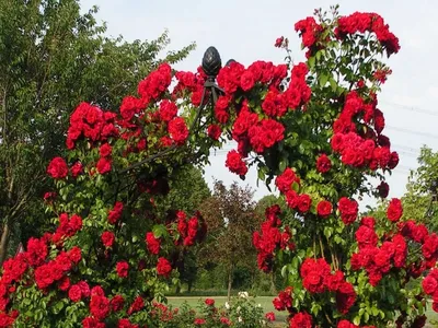 Роза Дон Жуан - красочное изображение для сохранения в jpg