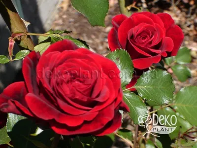 Фотка розы Дон Жуан - выберите подходящий размер и формат изображения