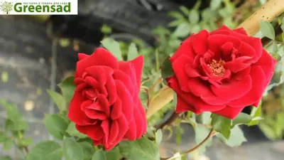 Изображение розы Дон Жуан в png - доступно различные форматы для скачивания