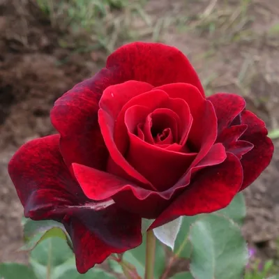 Фото розы Дон Жуан в формате webp - выберите размер изображения