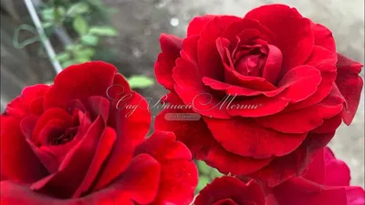 Изображение розы Дон Жуан в png - доступно различные размеры
