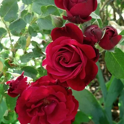 Фото розы Дон Жуан в формате webp - выберите подходящий размер