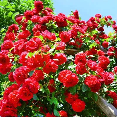 Фотка розы Дон Жуан - выберите размер и формат для загрузки