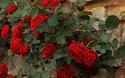 Красивая картинка розы Дон Жуан в png для сохранения