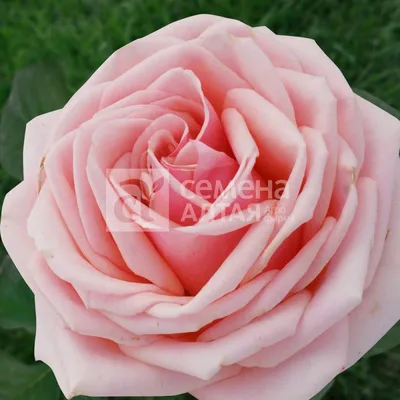 Удивительное изображение Розы Донателла в формате webp