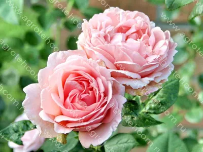 Красивое изображение Розы Донателла с возможностью выбора размера