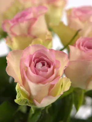 Замечательная фотка Розы Донателла в формате webp
