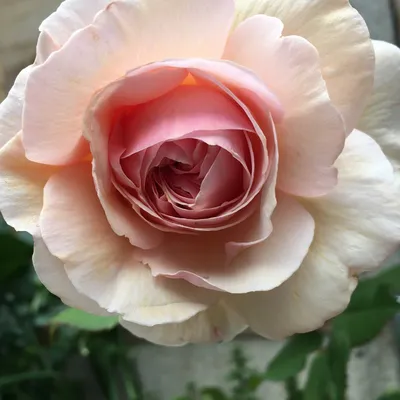 Качественное изображение Розы Донателла в формате png для скачивания