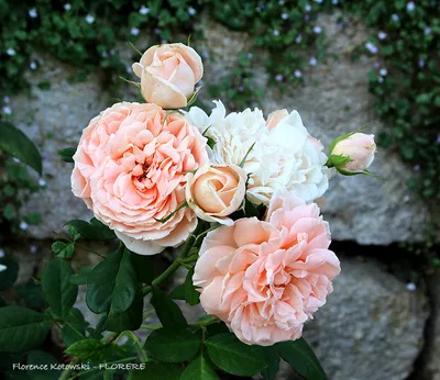 Аутентичное изображение Розы Донателла в формате jpg для скачивания