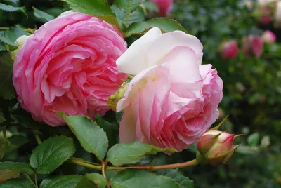 Превосходная фотка Розы Донателла в формате webp
