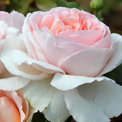 Красивое изображение Розы Донателла с возможностью выбора формата и размера