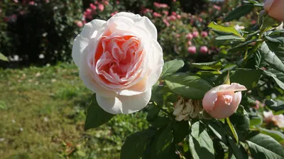 Удивительная фотка Розы Донателла в формате png с выбором размера и формата