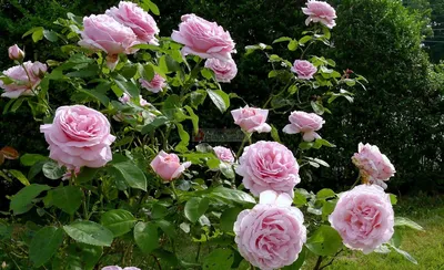 Красивая картинка Розы Донателла в формате png