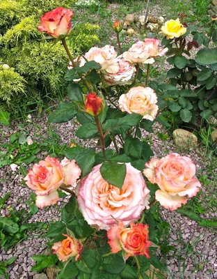 Красивые розы сочетания цветов на ваш выбор - Фото Роза дуэт