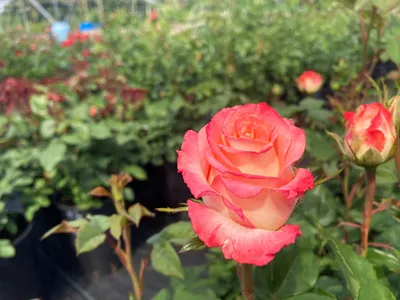 Идеальное сочетание цветов в фото Роза дуэт