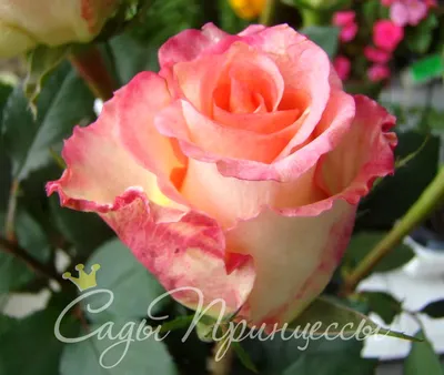 Волшебный цветочный дуэт: розы, которые вдохновляют - Фото Роза дуэт