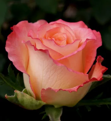 Прекрасный выбор роз для вашего проекта - Фото Роза дуэт
