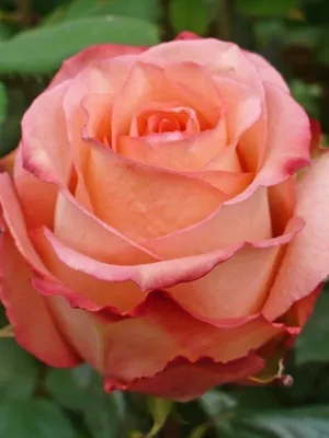 Розы, достойные восхищения - Фото Роза дуэт
